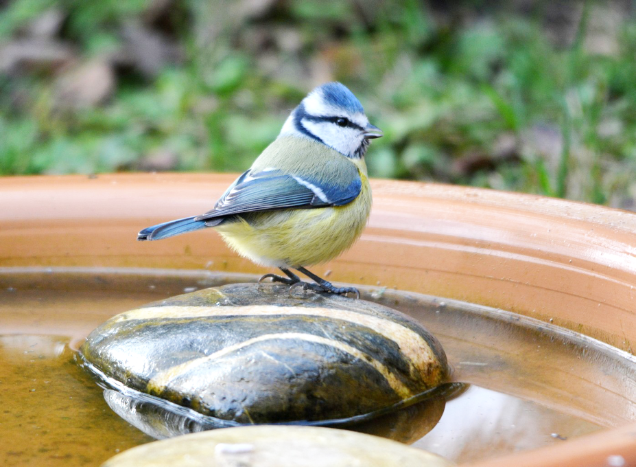 Mésange bleue